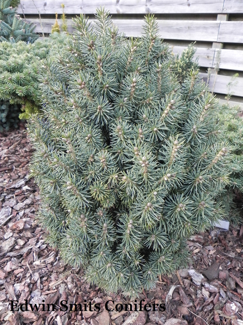 Picea schrenkiana 'Almaty'